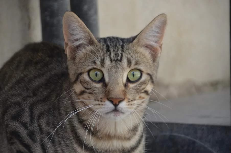 Simbad, female Mixed Breed for adoption at Protectora Villena