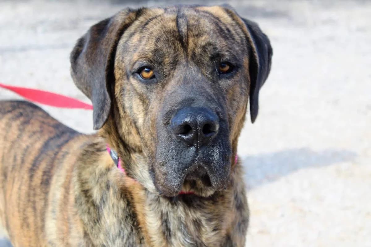 Thor, male puppy Mixed Breed for adoption at Protectora Villena