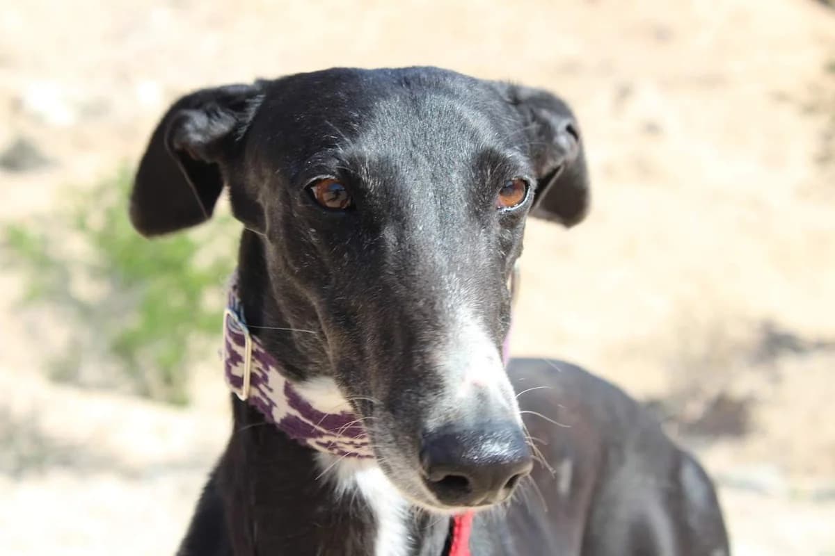 Castle, female Mixed Breed for adoption at Protectora Villena