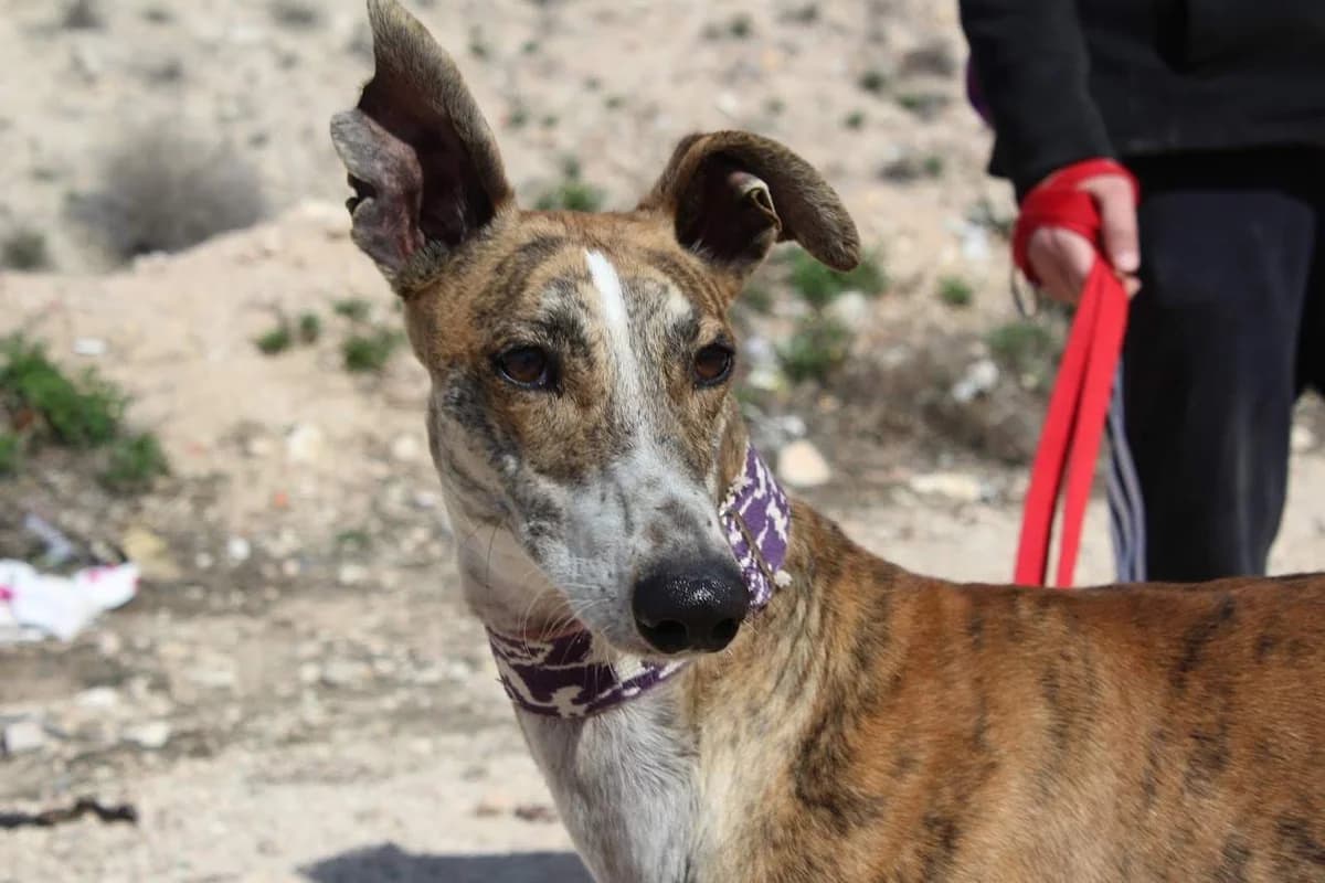 Hamlet, male puppy Mixed Breed for adoption at Protectora Villena