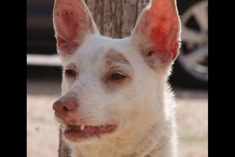 Nala, female Mixed Breed for adoption at Protectora Villena