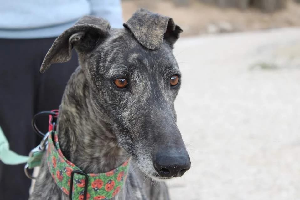 Argos, male puppy Mixed Breed for adoption at Protectora Villena