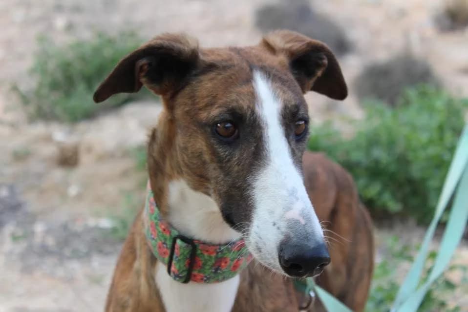 Trabuco, male puppy Mixed Breed for adoption at Protectora Villena