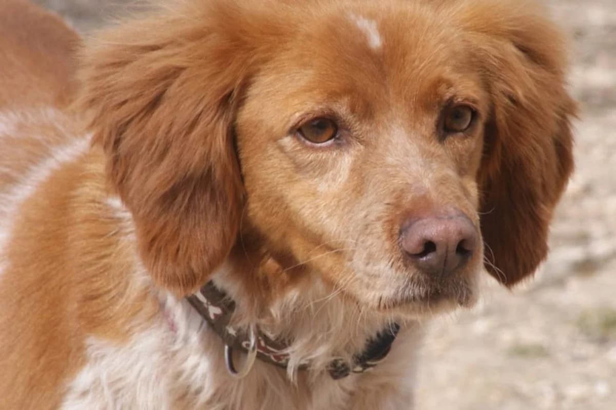 Trufa, female puppy Mixed Breed for adoption at Protectora Villena