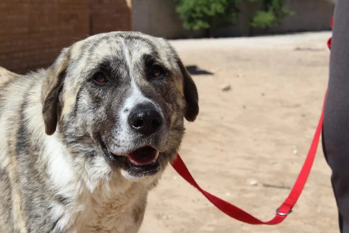 Maka, female puppy Mixed Breed for adoption at Protectora Villena