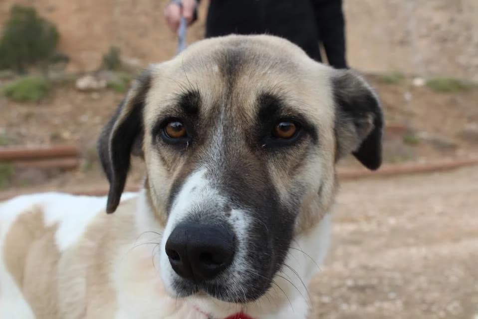 Esmeralda, female young Mixed Breed for adoption at Protectora Villena