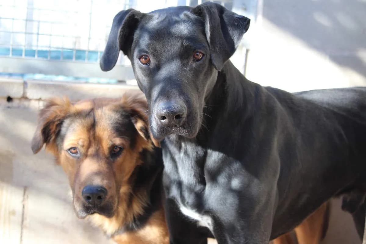 Piecito, male young Mixed Breed for adoption at Protectora Villena