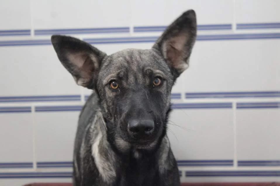 Tro, male Mixed Breed for adoption at Protectora Villena