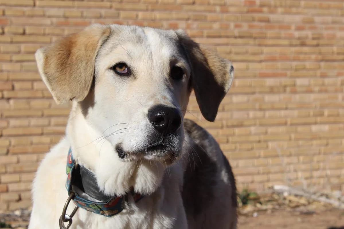 Roque, male young Mixed Breed for adoption at Protectora Villena