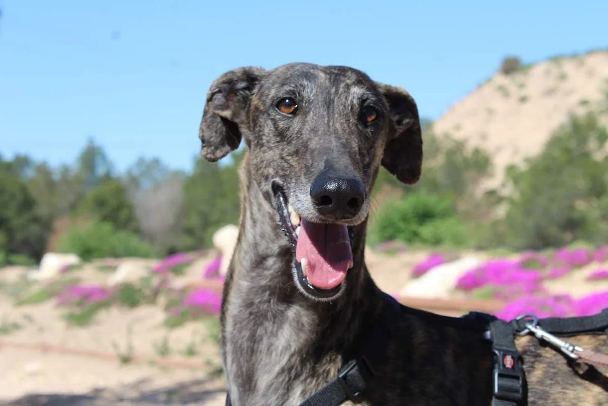 Dublín, male puppy Mixed Breed for adoption at Protectora Villena