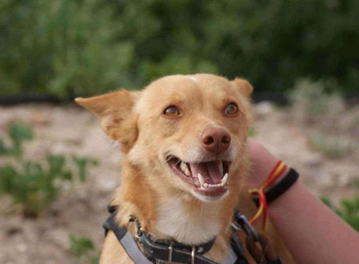 Duque, male Mixed Breed for adoption at Protectora Villena