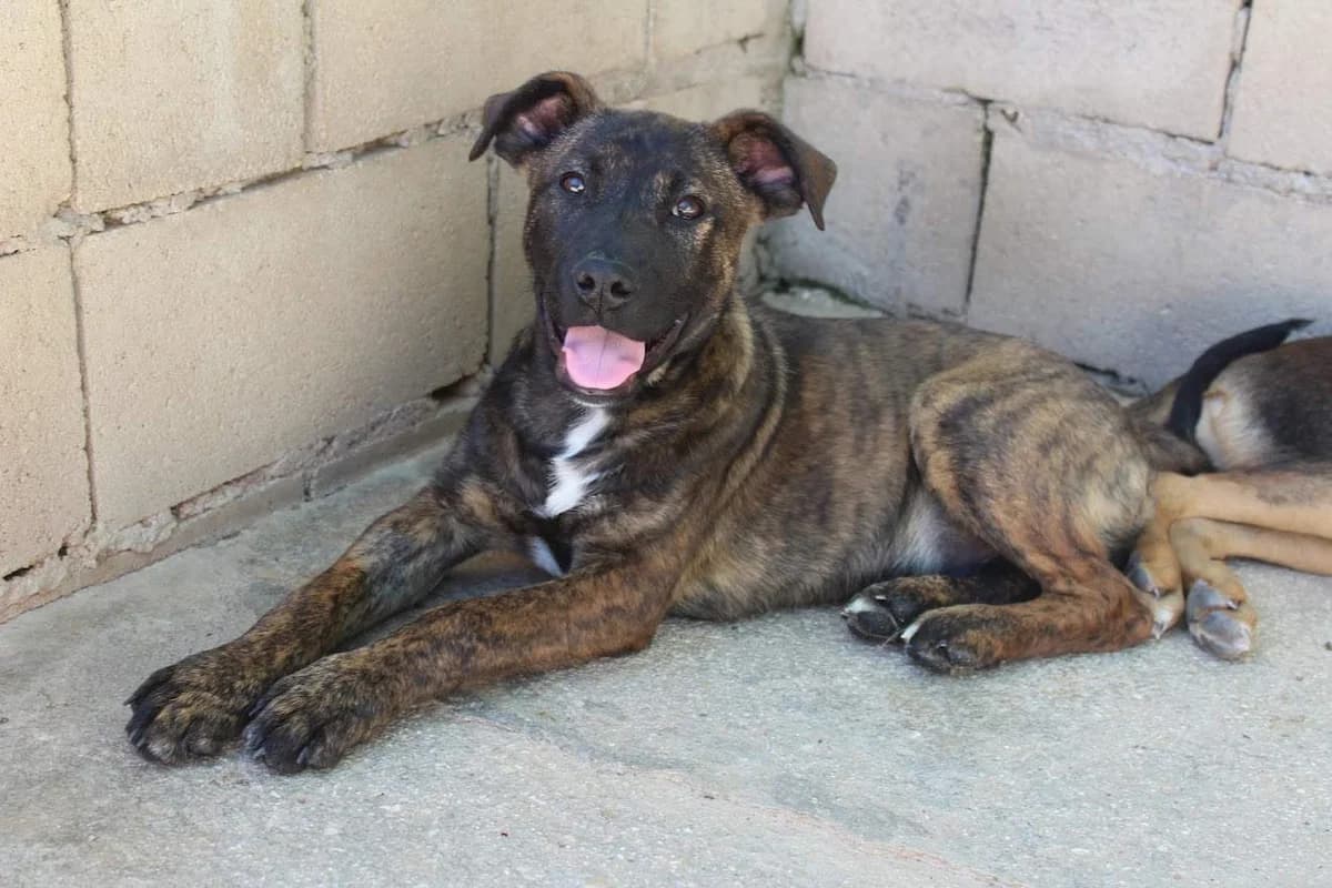 Apadis, male puppy Mixed Breed for adoption at Protectora Villena