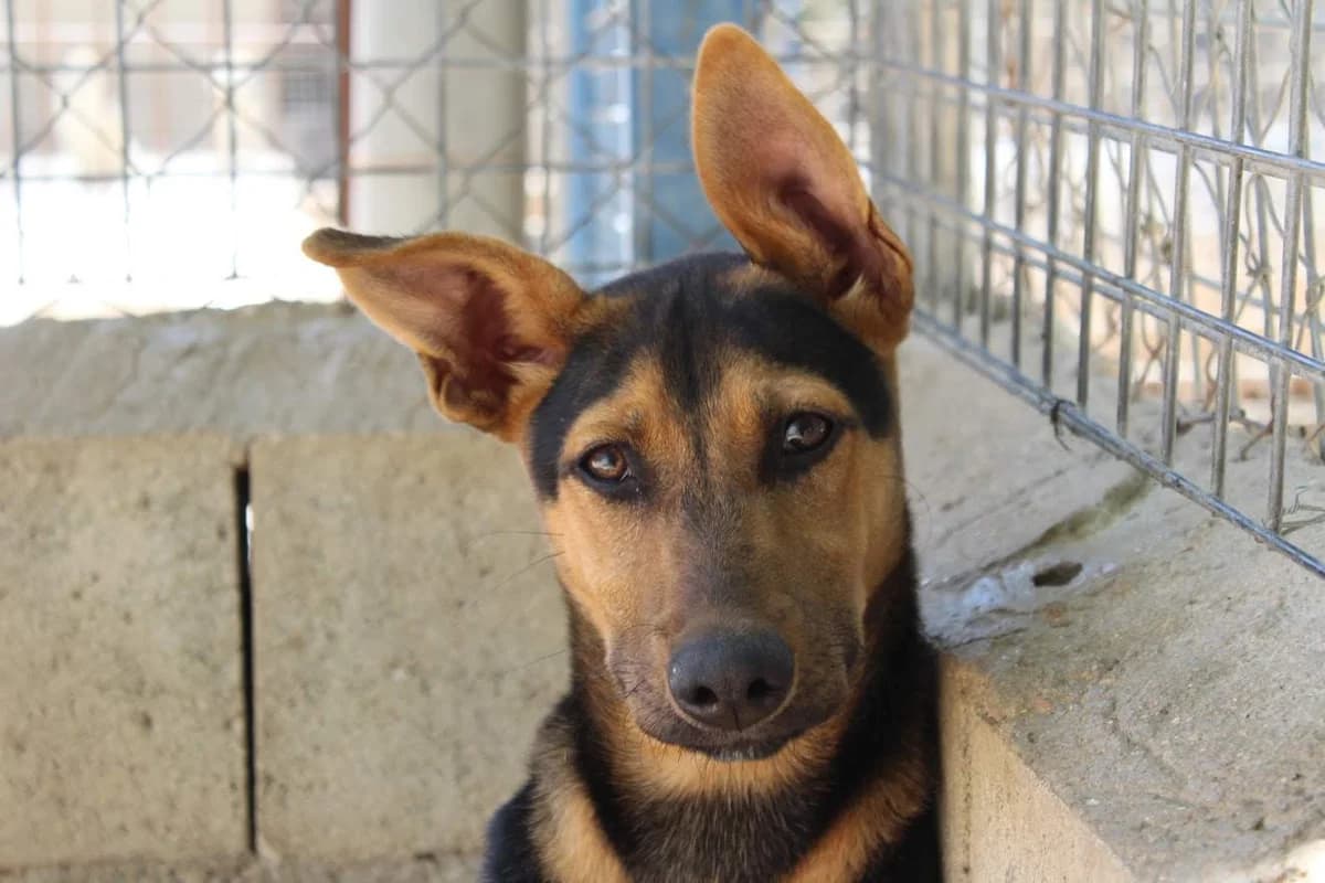 Tara, female puppy Mixed Breed for adoption at Protectora Villena