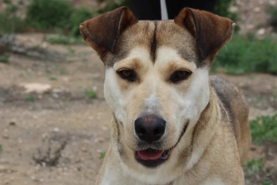 Flor, Mixed Breed (Protectora Villena)