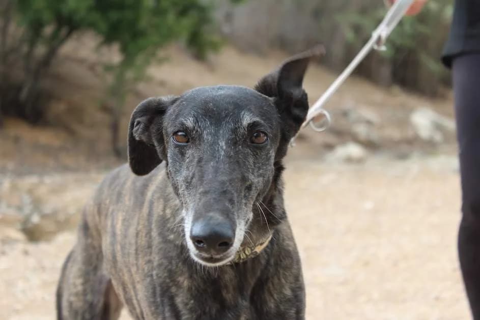 Elsa, Mixed Breed (Protectora Villena)