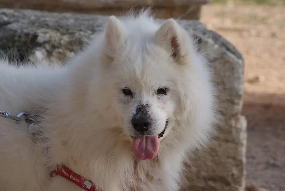 Galo, male puppy Mixed Breed for adoption at Protectora Villena