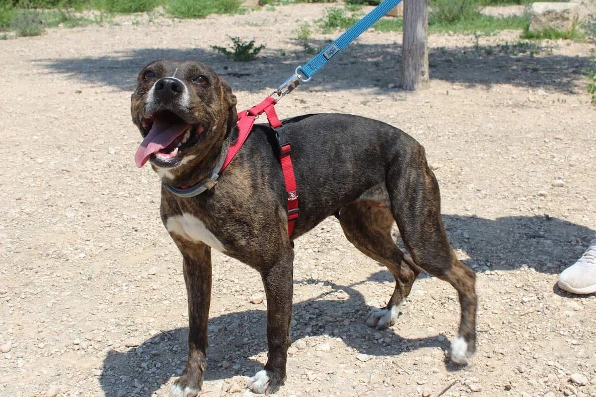 Hera, female puppy Mixed Breed for adoption at Protectora Villena