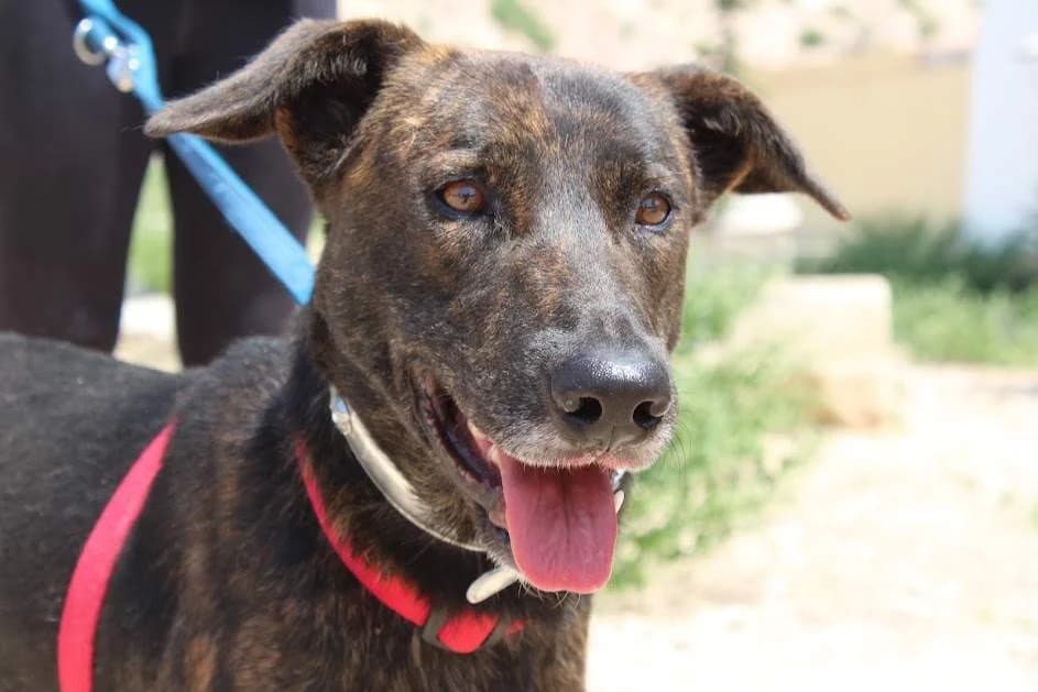 As, male puppy Mixed Breed for adoption at Protectora Villena