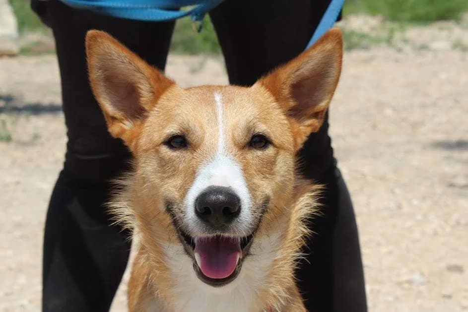 Sol, male puppy Mixed Breed for adoption at Protectora Villena