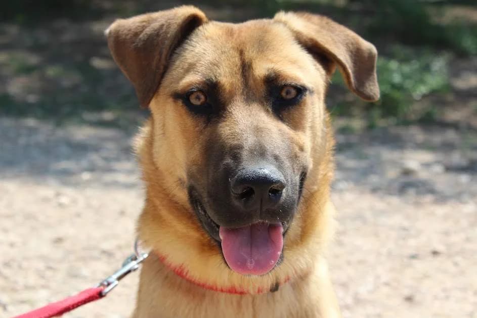Sofía, female puppy Mixed Breed for adoption at Protectora Villena