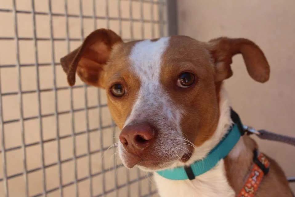 Chico, male puppy Mixed Breed for adoption at Protectora Villena