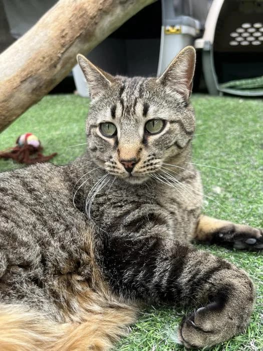 Orion, male 6yo European Shorthair for adoption at Protectora del Baix Llobregat