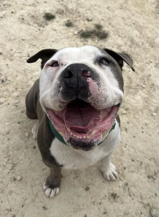 Thor 16, male senior American Staffordshire Terrier for adoption at Protectora del Baix Llobregat