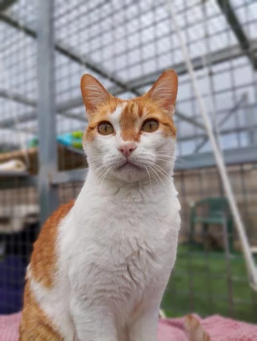 Guido, male 5yo European Shorthair for adoption at Protectora del Baix Llobregat