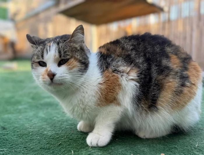 Ruby, female 5yo European Shorthair for adoption at Protectora del Baix Llobregat