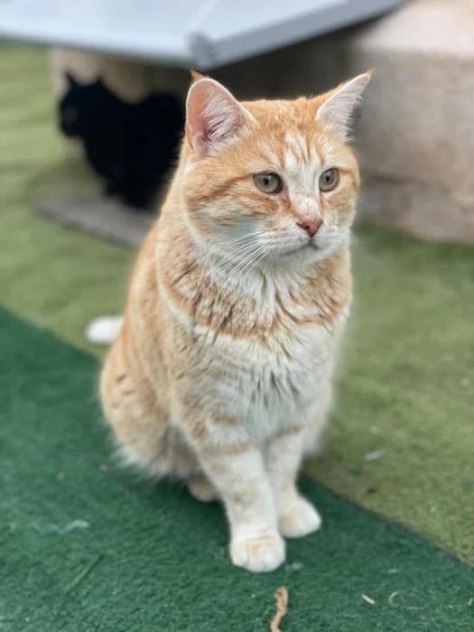 Pomelo, male 6yo European Shorthair for adoption at Protectora del Baix Llobregat