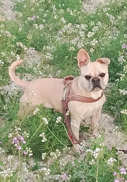 Jara - nala 11, female 5yo English Bulldog for adoption at Protectora del Baix Llobregat