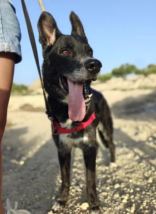 Athos 2, male senior Mixed Breed for adoption at Protectora del Baix Llobregat