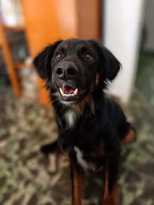 Cairo, male young Mixed Breed for adoption at Protectora del Baix Llobregat