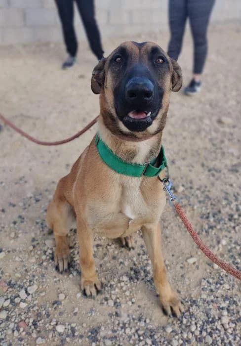 Bruno 8, male young Belgian Malinois for adoption at Protectora del Baix Llobregat