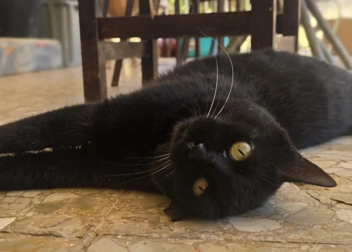 Sombra 4, female 5yo European Shorthair for adoption at Protectora del Baix Llobregat