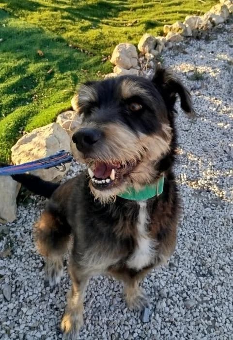 Pongo 3, male 7yo Mixed Breed for adoption at Protectora del Baix Llobregat