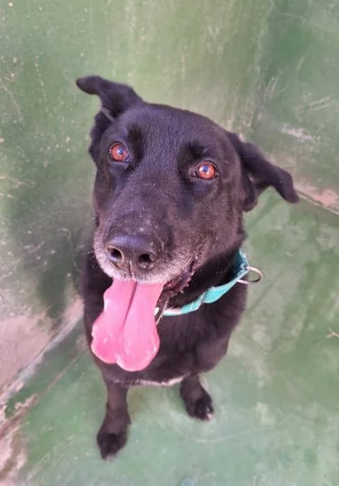 Loki 2, male senior Labrador Retriever for adoption at Protectora del Baix Llobregat