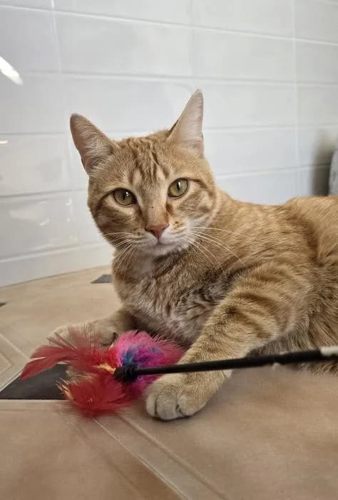 Gatito 2, male young European Shorthair for adoption at Protectora del Baix Llobregat