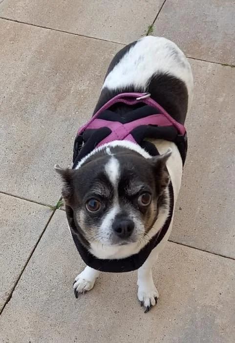 Lula 5* (caso externo), female 7yo Mixed Breed for adoption at Protectora del Baix Llobregat