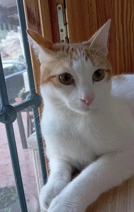 Winner, male young European Shorthair for adoption at Protectora del Baix Llobregat