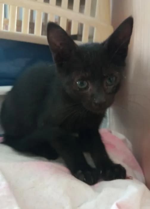 Milo, male young European Shorthair for adoption at Protectora del Baix Llobregat