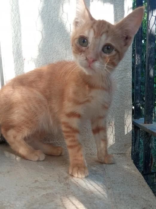 Leo 11, female young European Shorthair for adoption at Protectora del Baix Llobregat