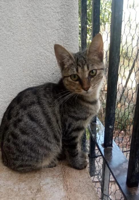 Kenaya, female young European Shorthair for adoption at Protectora del Baix Llobregat