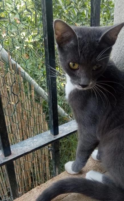 Mochi 4, male young European Shorthair for adoption at Protectora del Baix Llobregat