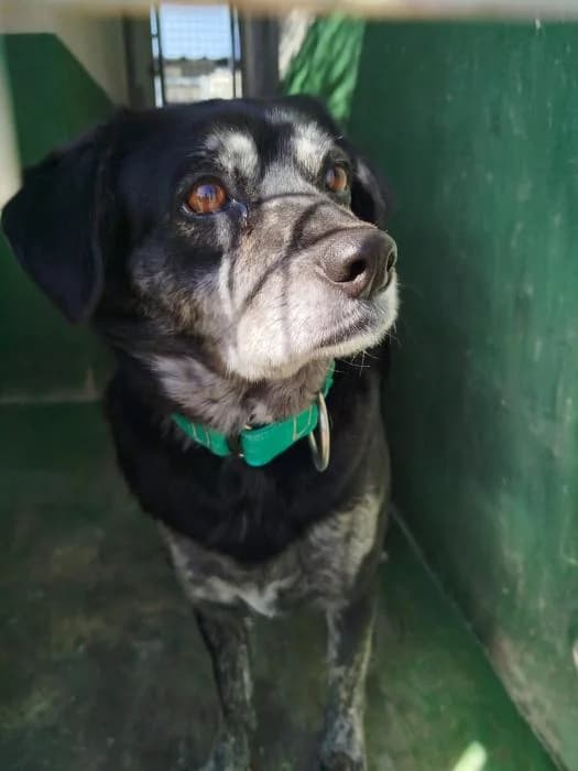 Candy 2, female 6yo Mixed Breed for adoption at Protectora del Baix Llobregat