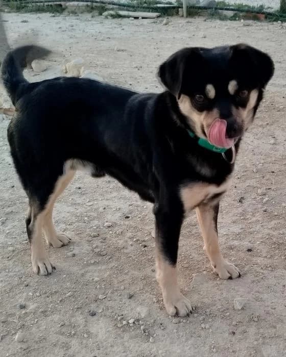 Jhonny, male young Mixed Breed for adoption at Protectora del Baix Llobregat
