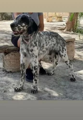 Scott 2* (caso externo), male 4yo Mixed Breed for adoption at Protectora del Baix Llobregat