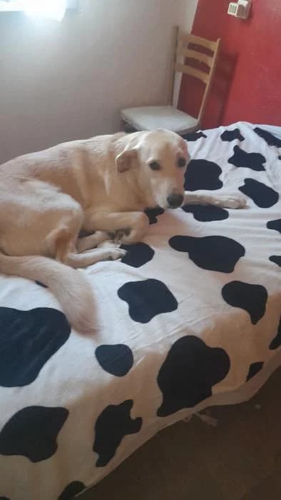 Pippo* (caso externo), male 3yo Mixed Breed for adoption at Protectora del Baix Llobregat