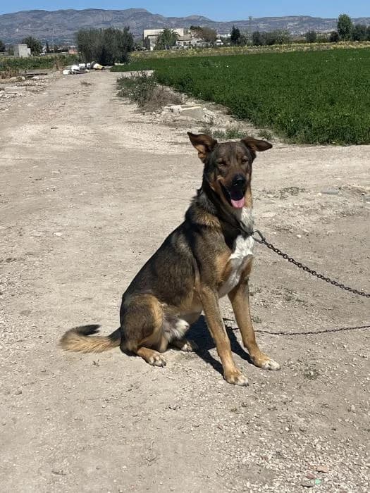 Tobby 3* (caso externo), male young Mixed Breed for adoption at Protectora del Baix Llobregat
