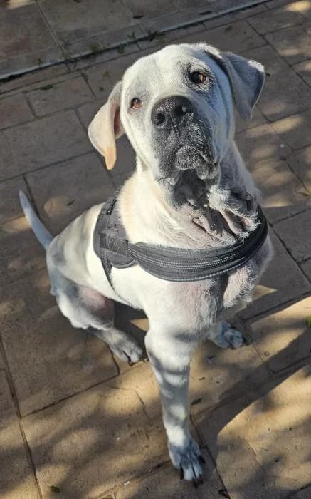 Nolan* (caso externo), male 3yo Mixed Breed for adoption at Protectora del Baix Llobregat